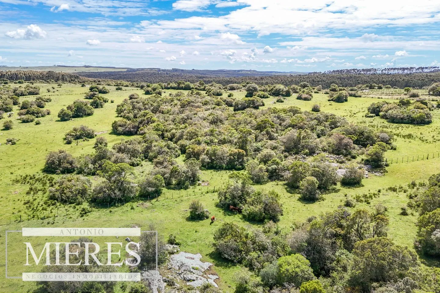 Campo en venta de 153 ha en Villa Serrana — foto 15