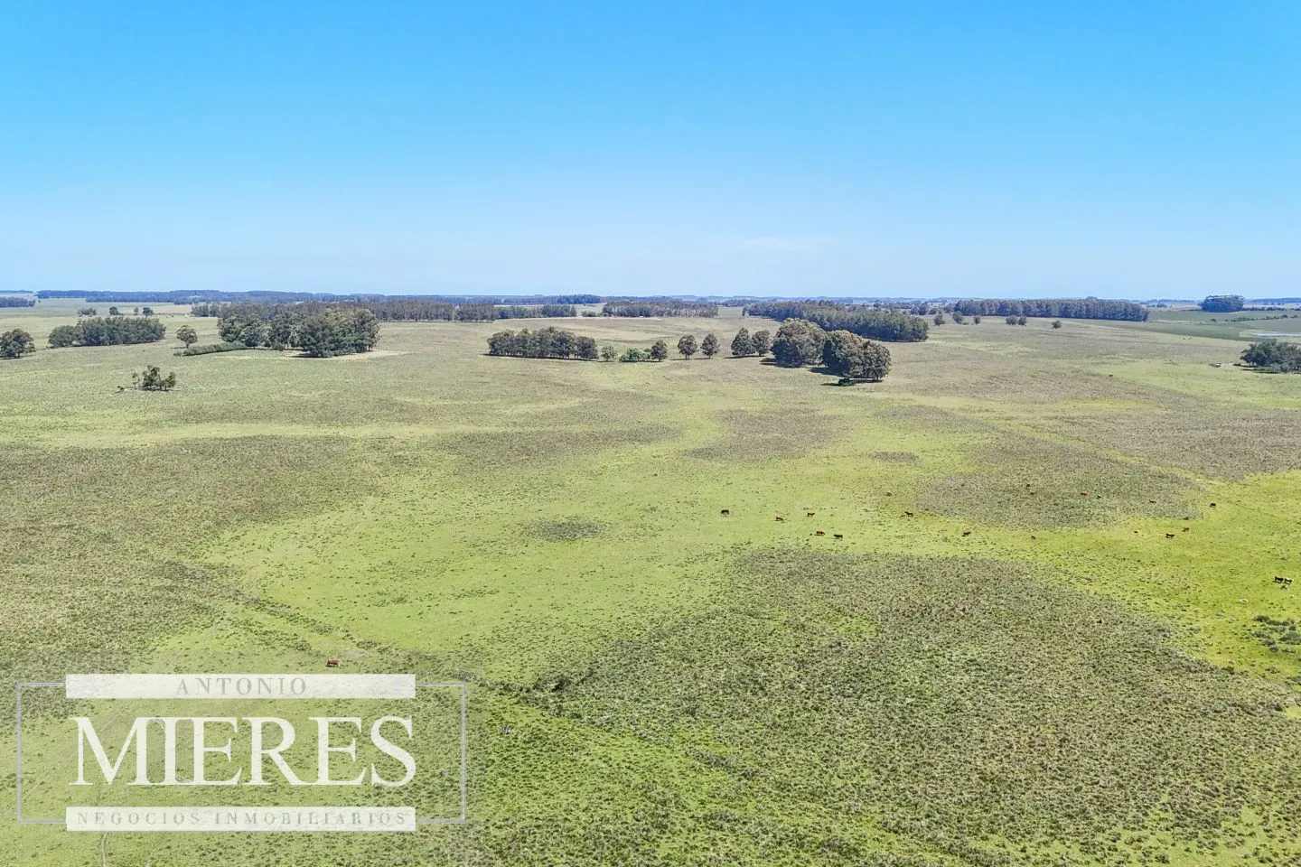 Campo en venta de 360 ha Las Garzas, Maldonado. — foto 10