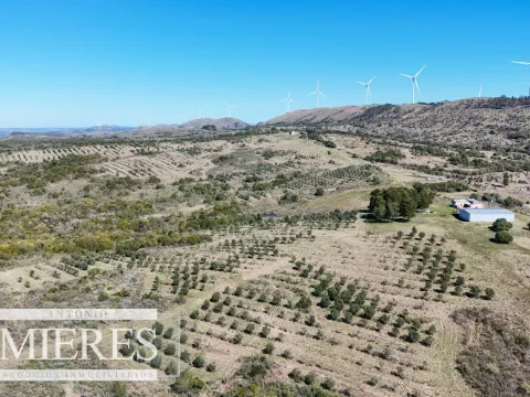 Chacra / Campo 211 ha en Maldonado