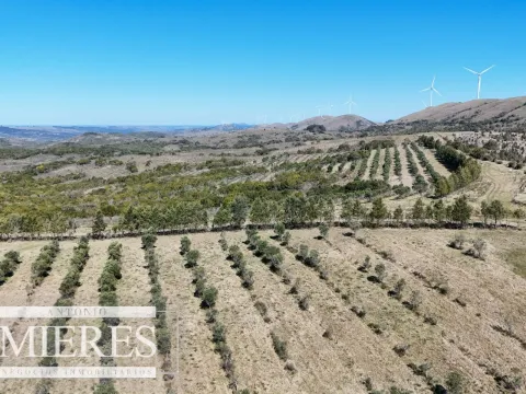 Chacra / Campo 211 ha en Maldonado — foto 3