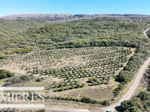Chacra / Campo 211 ha en Maldonado — foto 4