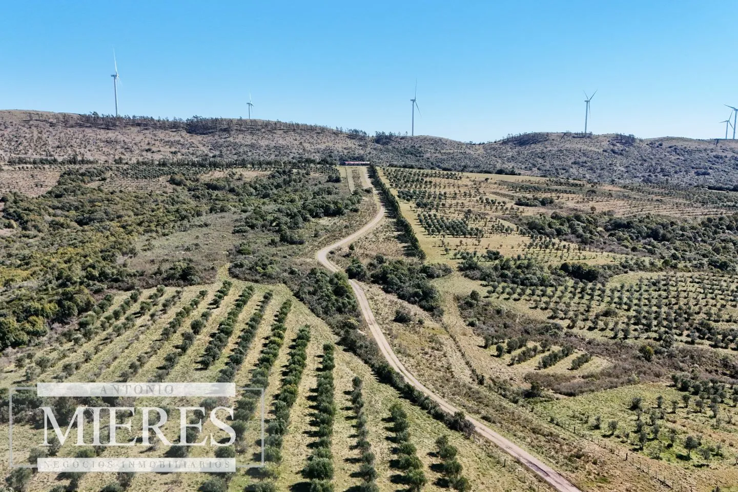 Chacra / Campo 211 ha en Maldonado — foto 12