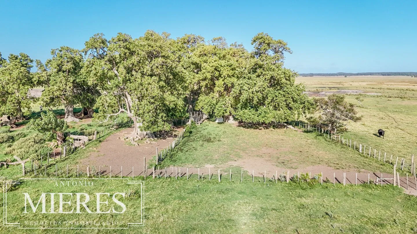 Campo en venta de 750 ha ganaderas en Rocha, Uruguay. — foto 18