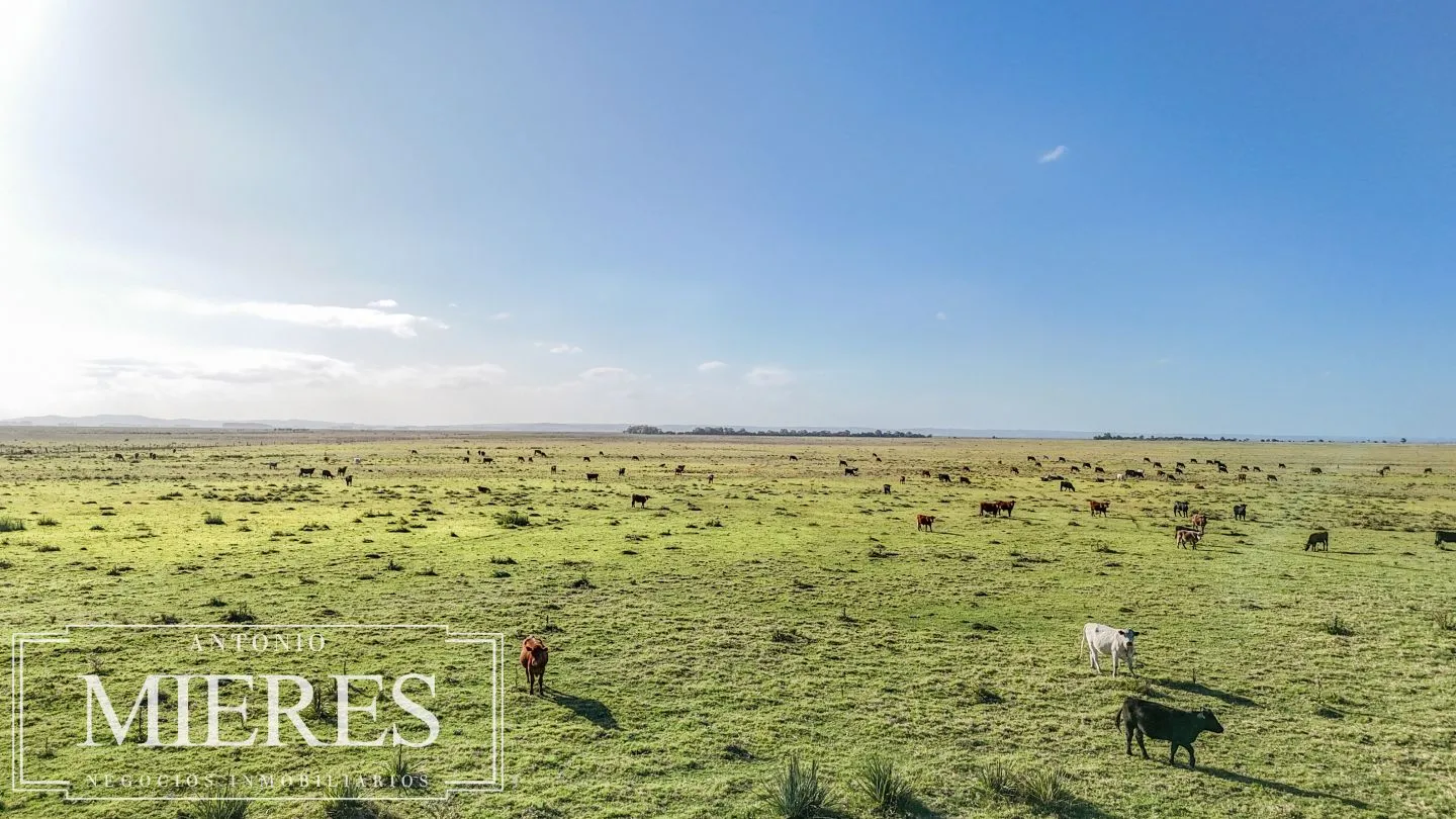 Campo en venta de 750 ha ganaderas en Rocha, Uruguay. — foto 23