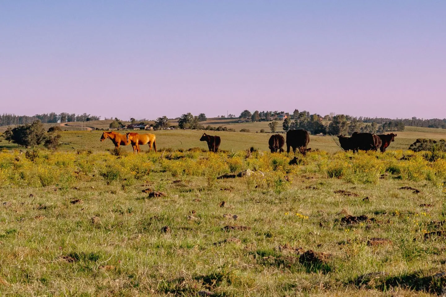 Chacras de 3ha en Maldonado con financiación — foto 3