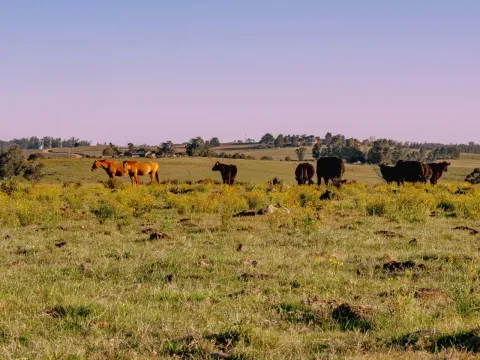Chacras de 3ha en Maldonado con financiación — foto 3