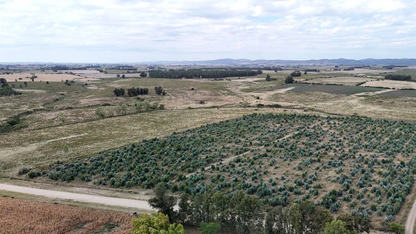 Campo en venta de 30 ha en Solís Grande, Maldonado Uruguay — foto 5