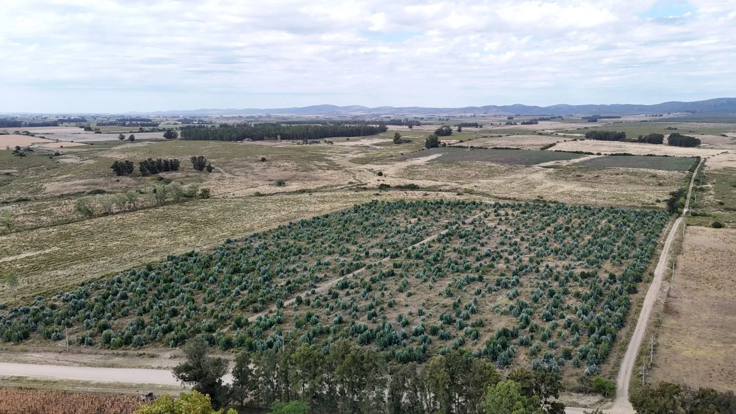Campo en venta de 30 ha en Solís Grande, Maldonado Uruguay — foto 6