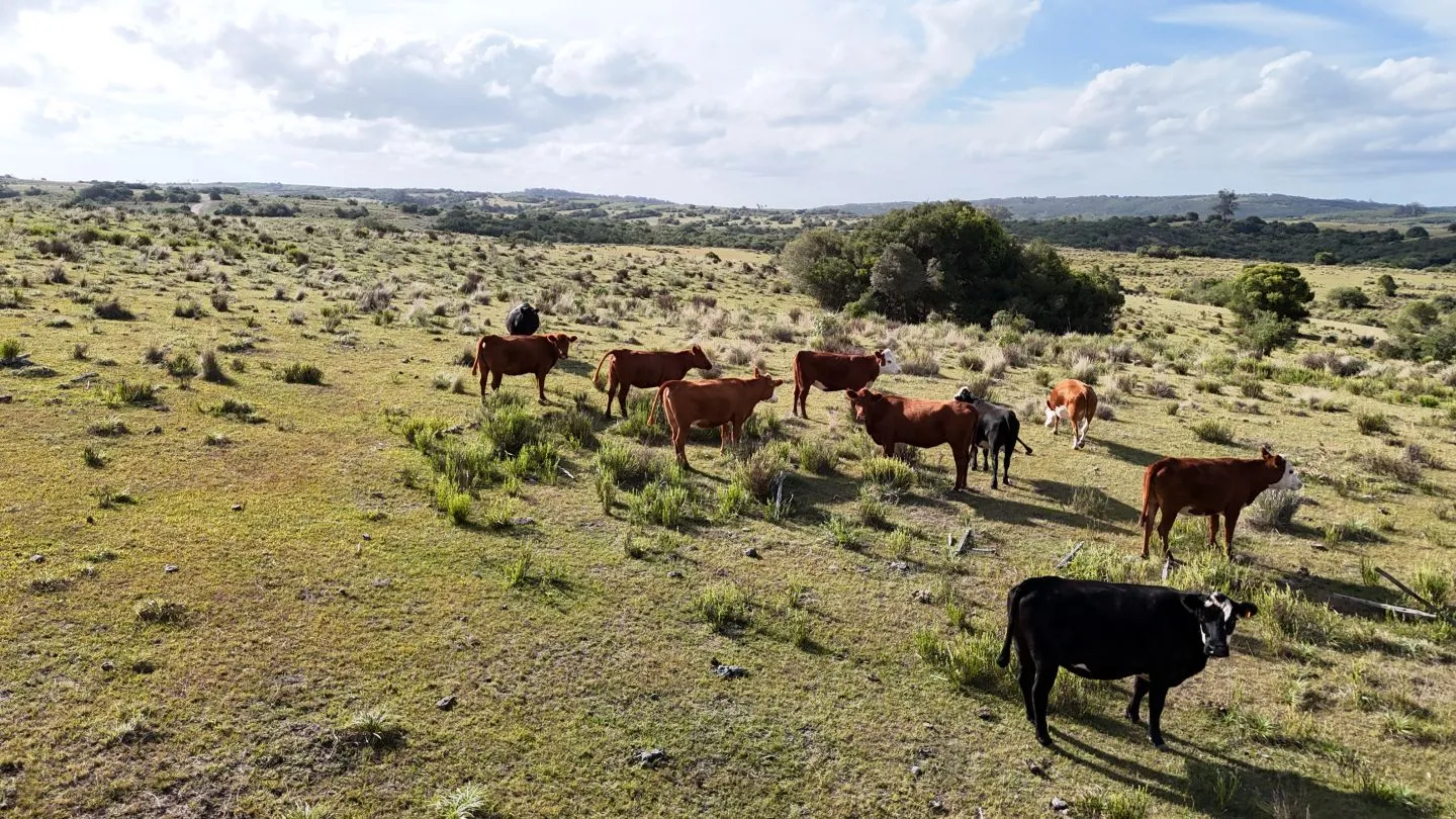 Campo en venta de 30 ha Garzón, Uruguay. — foto 19