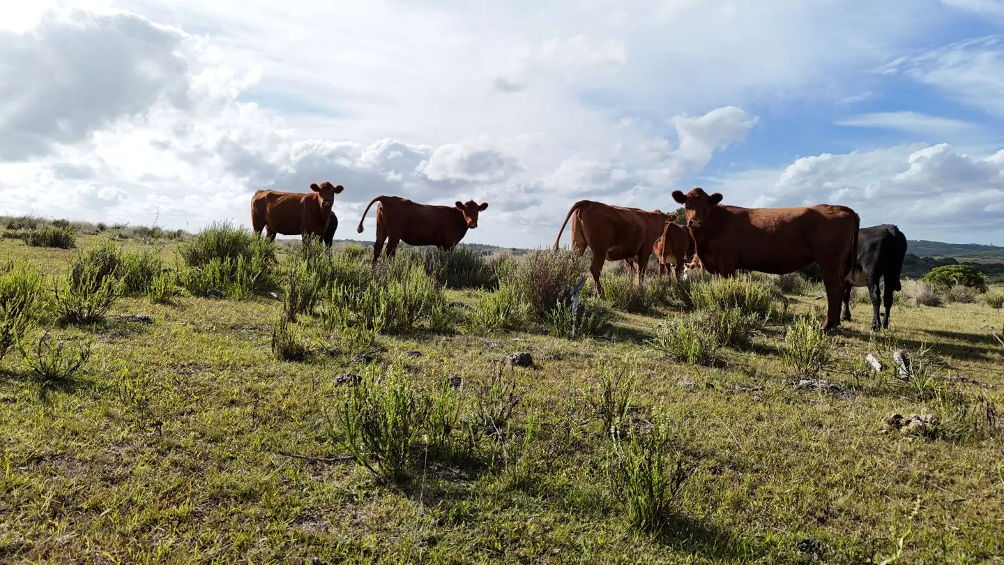 Campo en venta de 30 ha Garzón, Uruguay. — foto 20
