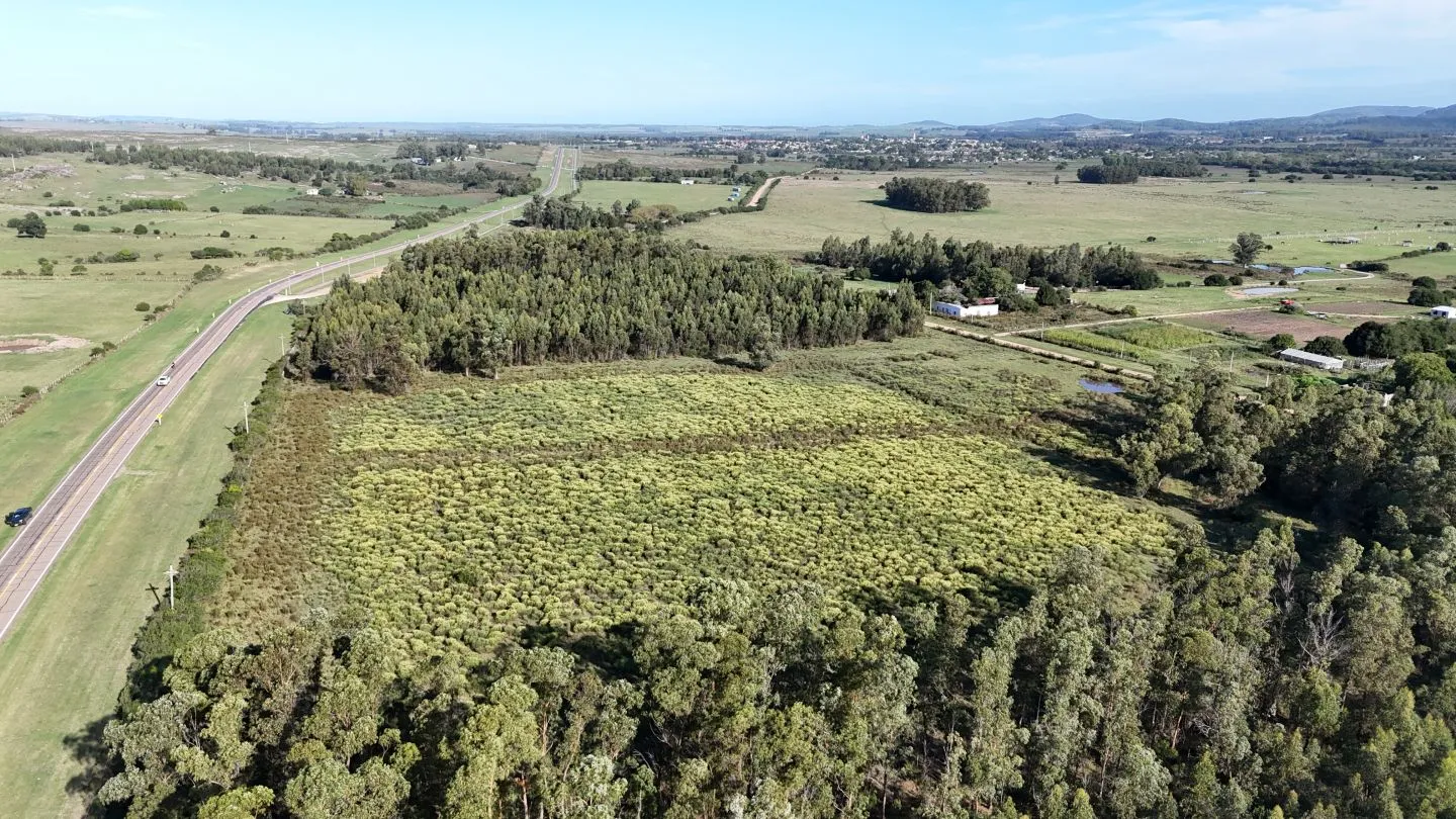 Venta de chacra 5 ha sobre ruta 60 Pan de Azúcar Maldonado, Uruguay — foto 4