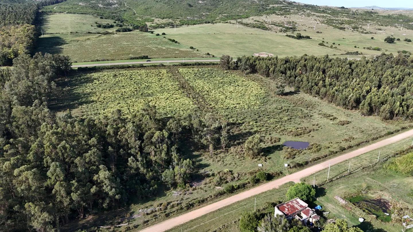 Venta de chacra 5 ha sobre ruta 60 Pan de Azúcar Maldonado, Uruguay — foto 5