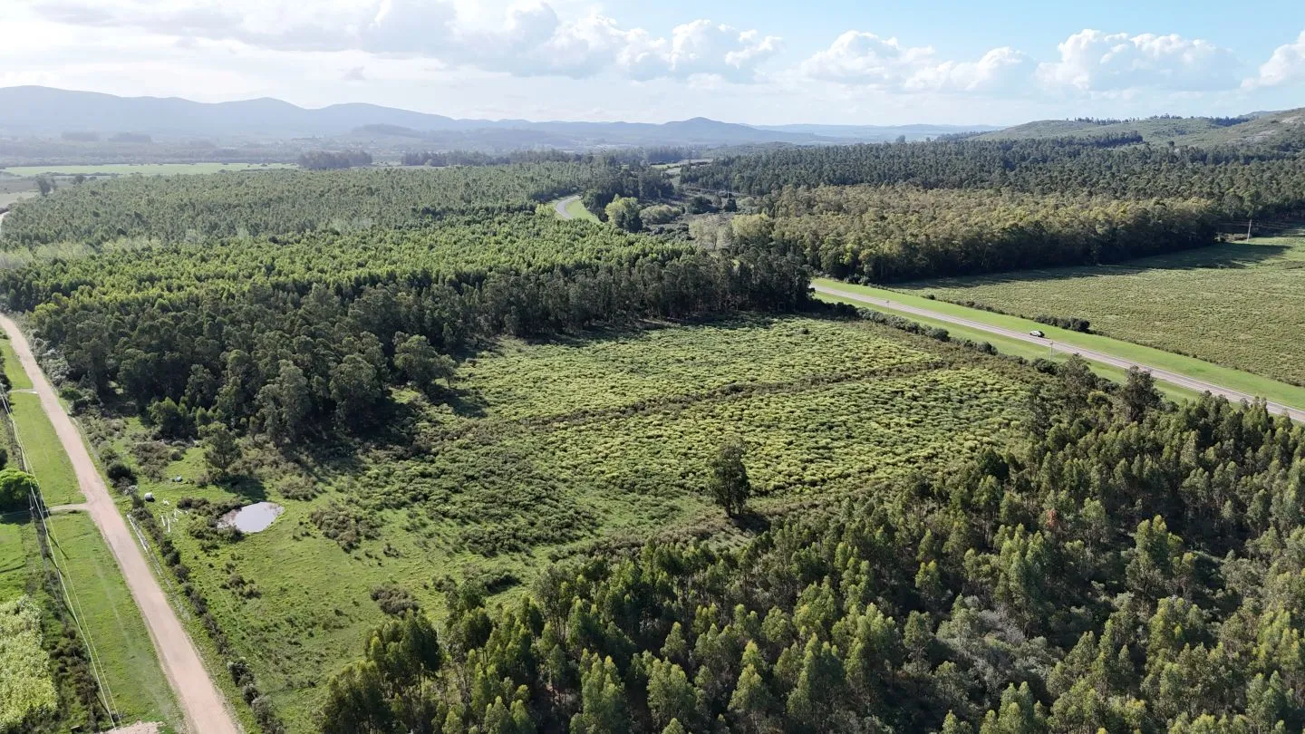 Venta de chacra 5 ha sobre ruta 60 Pan de Azúcar Maldonado, Uruguay — foto 9
