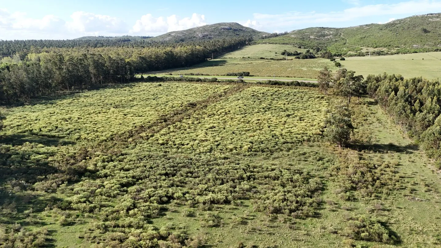 Venta de chacra 5 ha sobre ruta 60 Pan de Azúcar Maldonado, Uruguay — foto 11