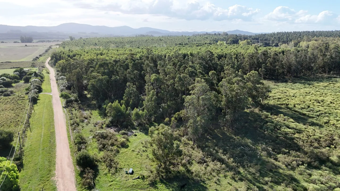 Venta de chacra 5 ha sobre ruta 60 Pan de Azúcar Maldonado, Uruguay — foto 12