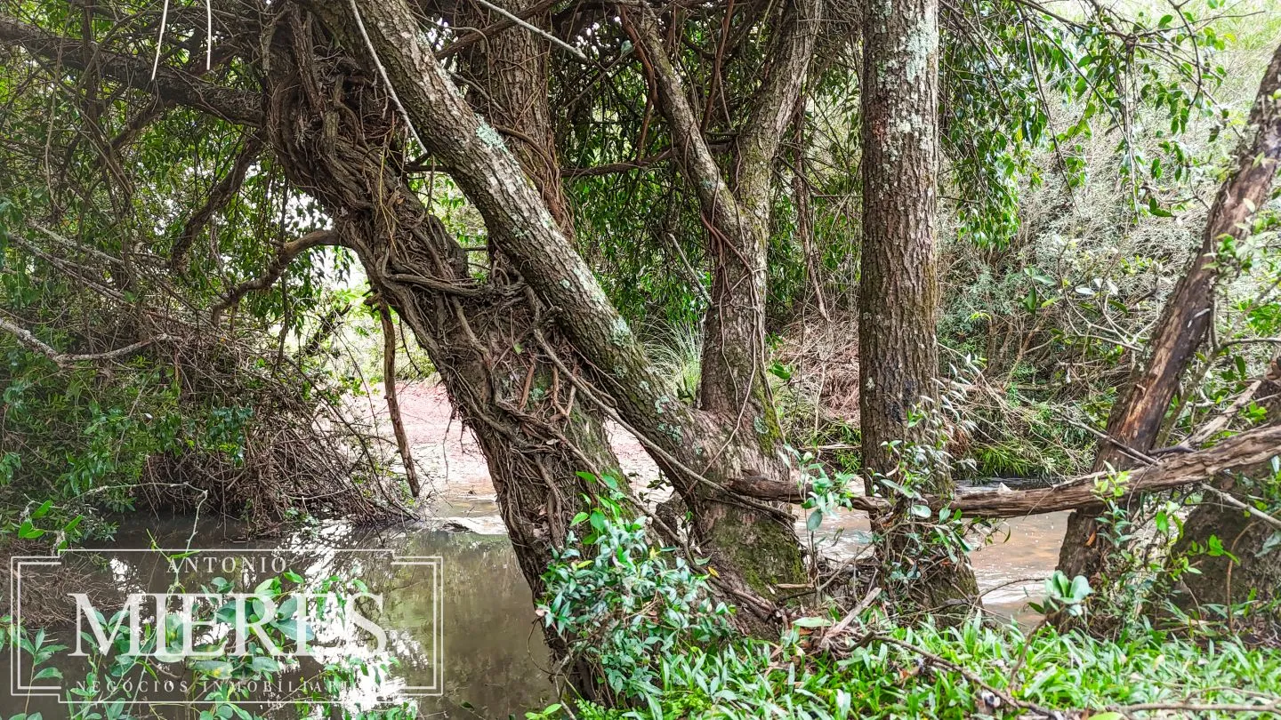 Campo de 32 ha panorámico con arroyo en Maldonado — foto 21