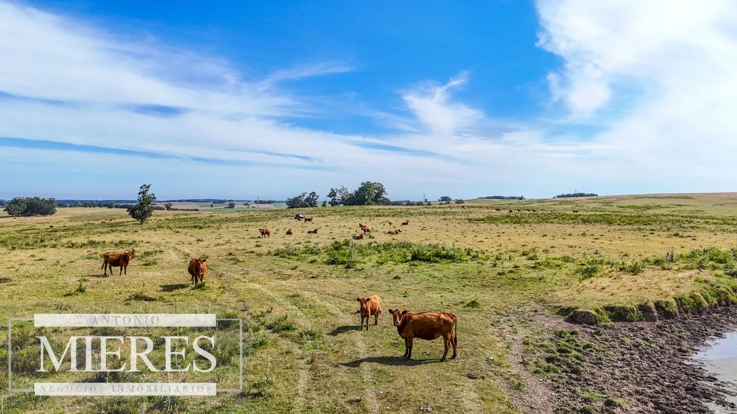 Campo en venta de 59 ha sobre ruta 9 a 15 min de José Ignacio — foto 9