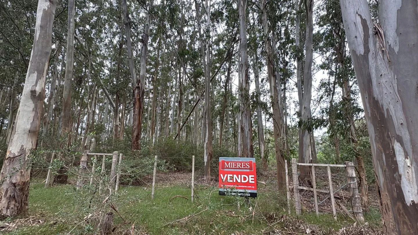 Venta lote 1161m2 en La Juanita c/ vista laguna y Medellin del faro — foto 19