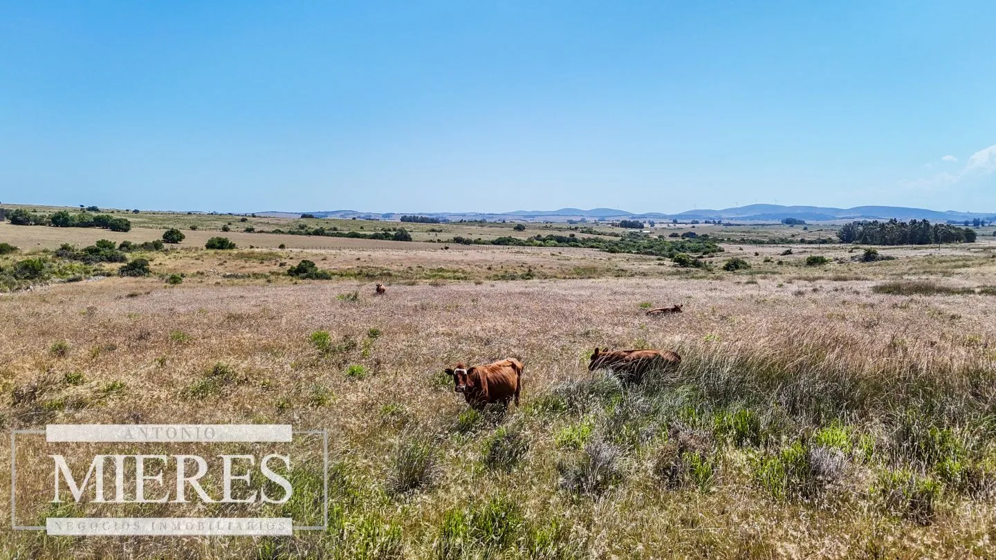 Campo en venta de 49 ha Maldonado, Uruguay. — foto 4