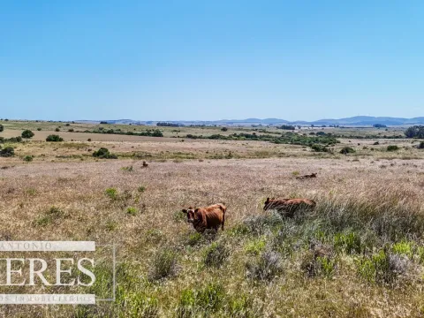 Campo en venta de 49 ha Maldonado, Uruguay. — foto 4