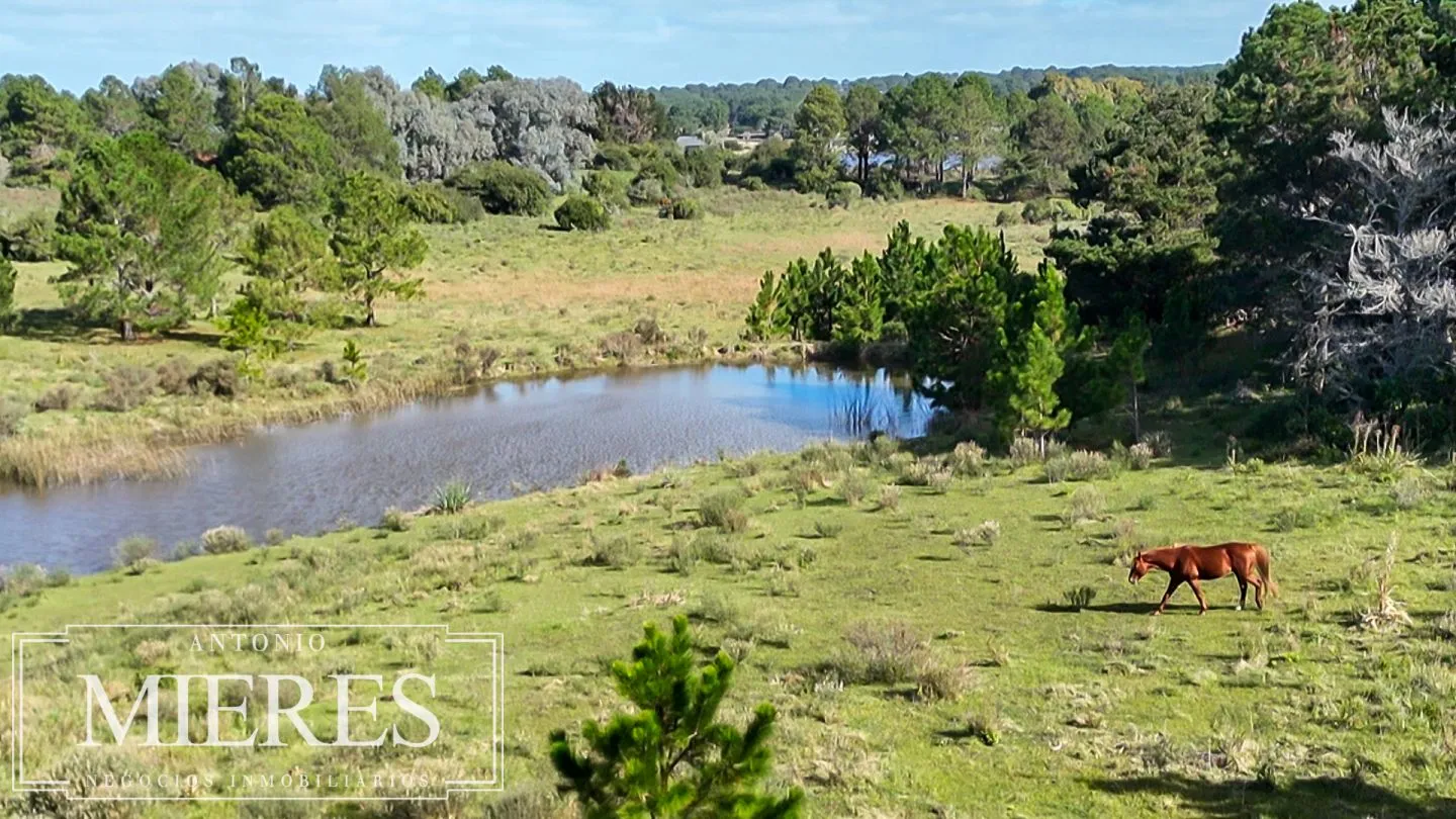 Venta de chacra arbolada en Las Portuguesas — foto 18