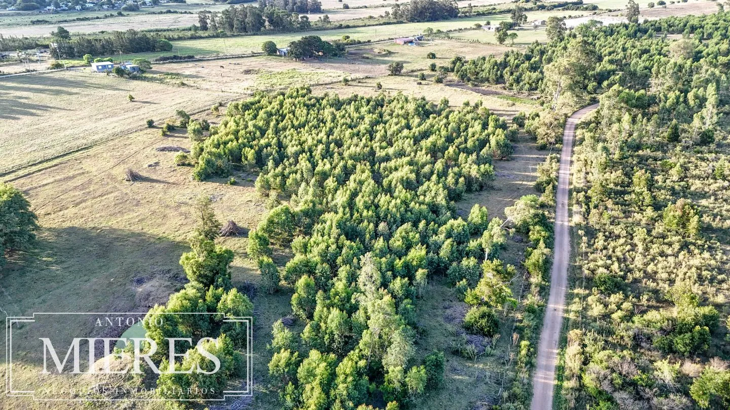 Chacra de 18ha con casa frente a Ruta 9 Pan de Azucar — foto 5