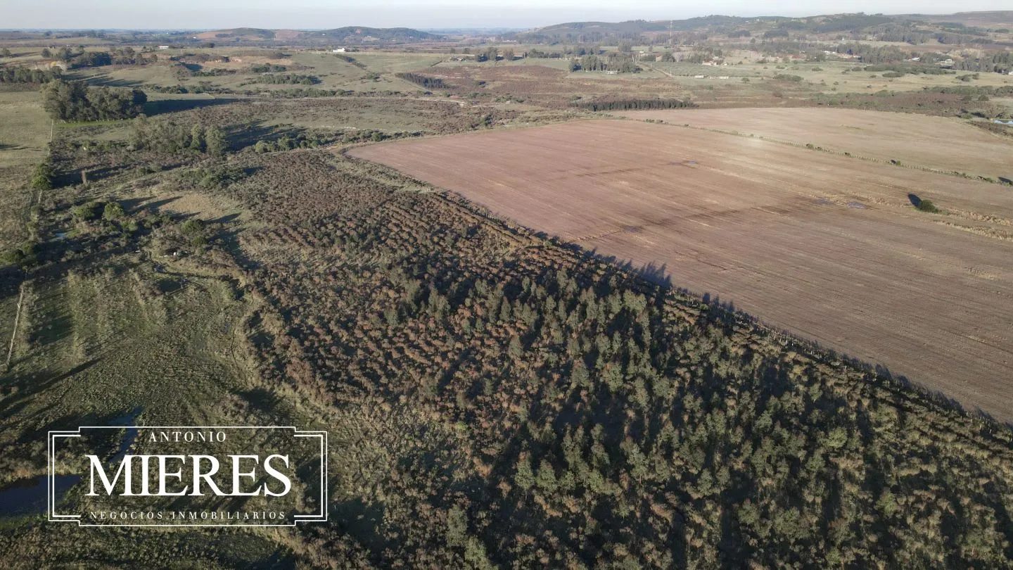 Venta de campo 50 ha en puntas de Laguna del Sauce — foto 16