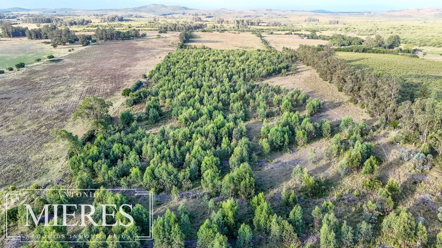 Chacra de 18ha con casa frente a Ruta 9 Pan de Azucar — foto 7