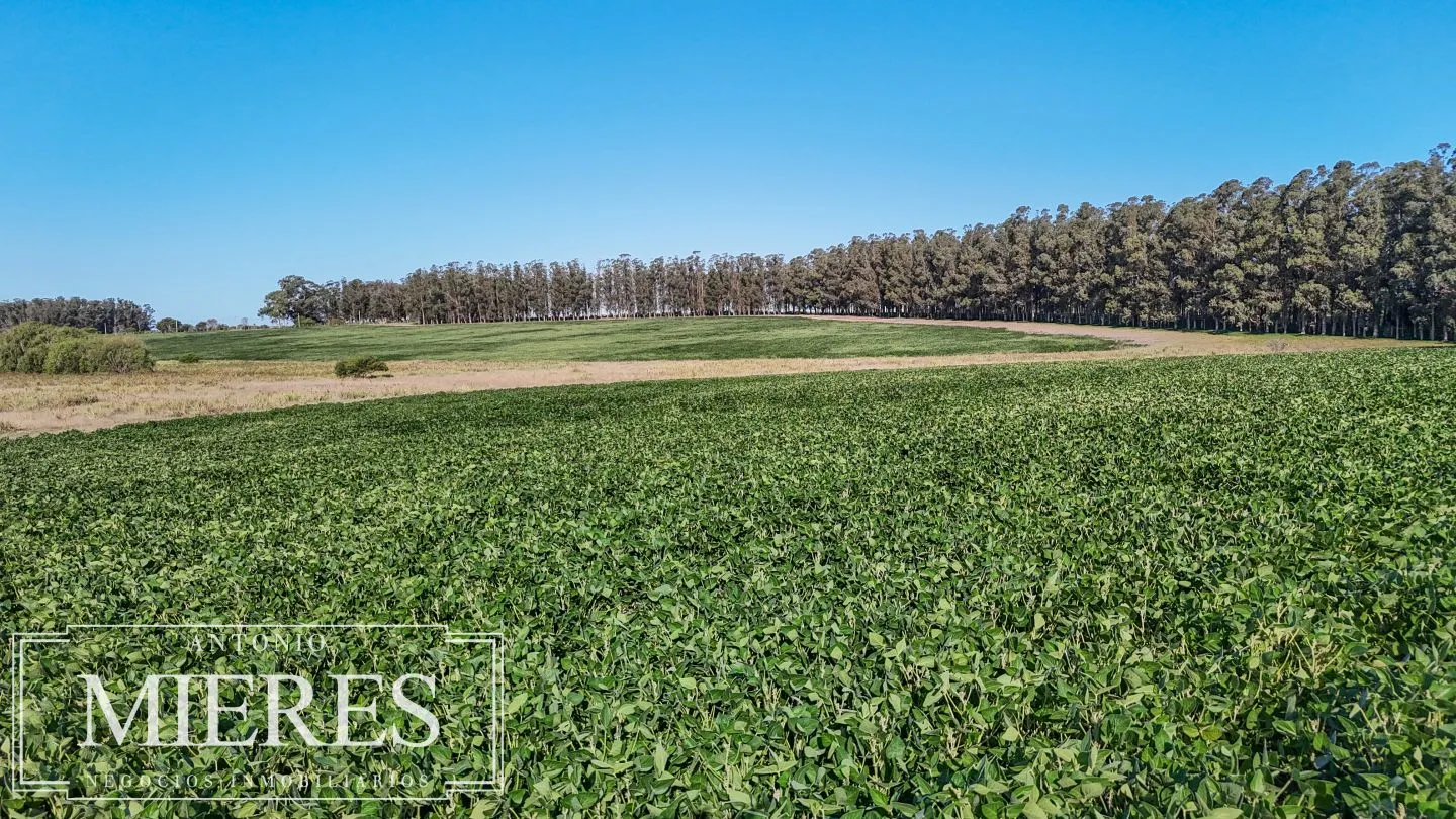 Campo en venta de 147 ha en las Garzas José Ignacio Uruguay. — foto 16