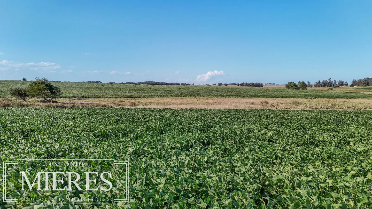 Campo en venta de 147 ha en las Garzas José Ignacio Uruguay. — foto 17