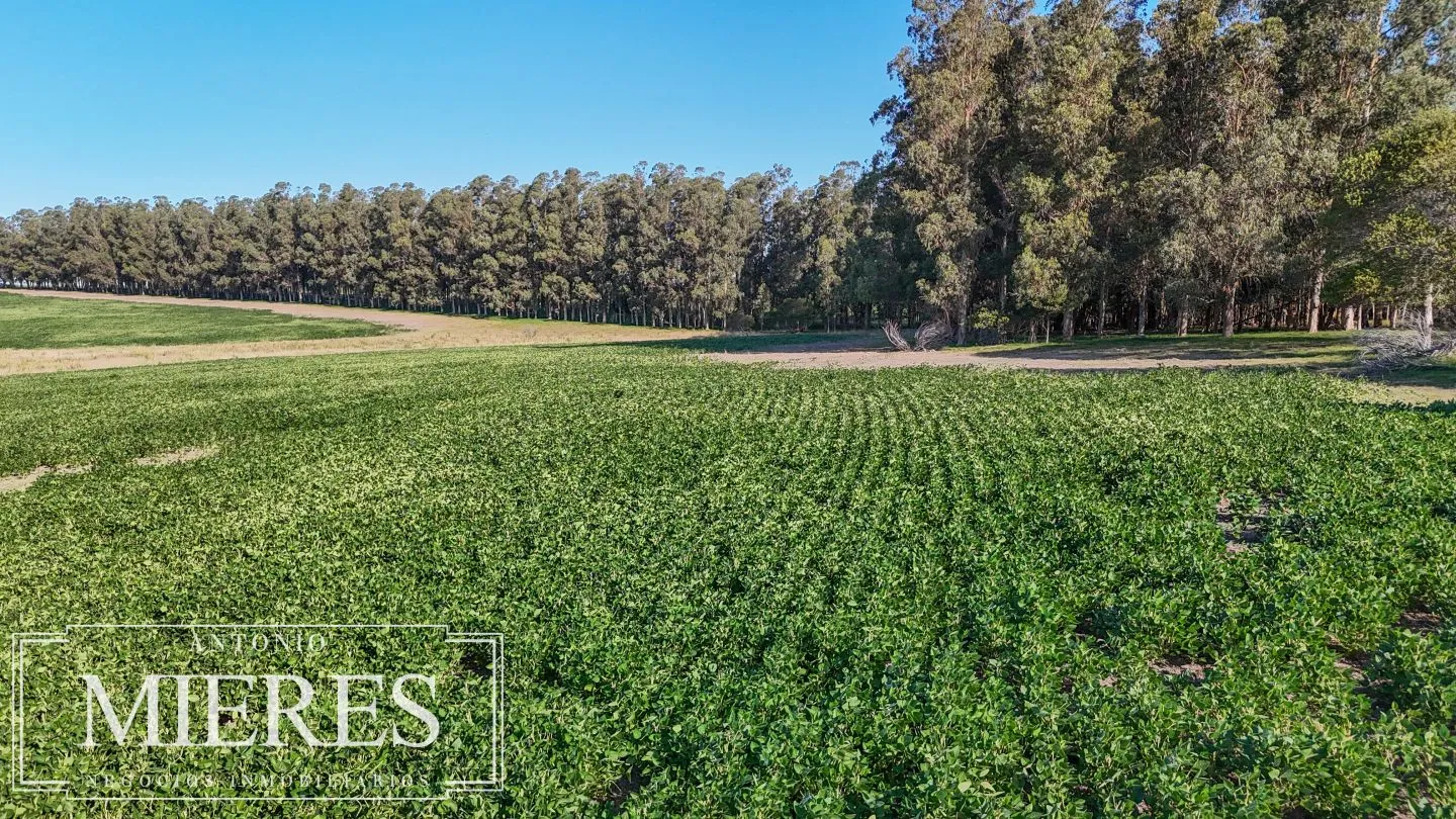 Campo en venta de 147 ha en las Garzas José Ignacio Uruguay. — foto 18