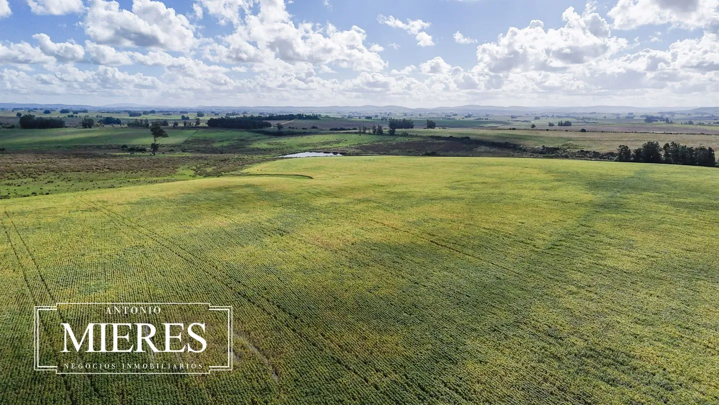 campo en venta en Punta del Este — foto 56