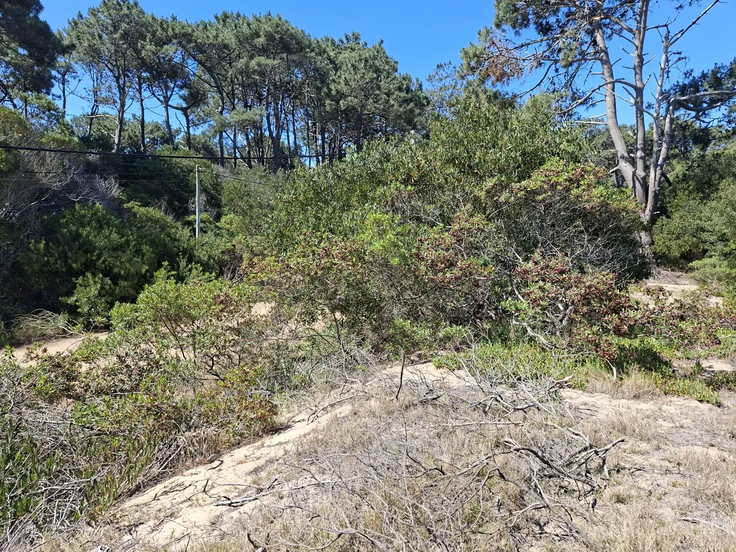 Venta lote en Chihuahua- Punta Ballena — foto 7