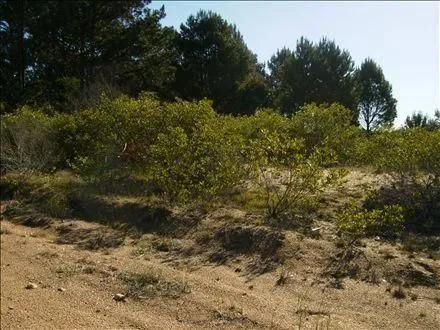 Venta dos lotes linderos al Arroyo y calle - Chihuahua — foto 2
