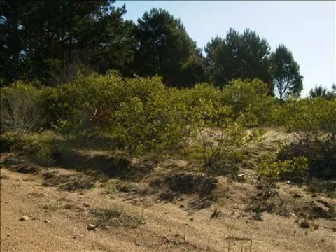Venta dos lotes linderos al Arroyo y calle - Chihuahua — foto 2
