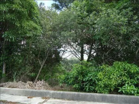 Venta 6 padrones linderos- Punta Ballena — foto 5