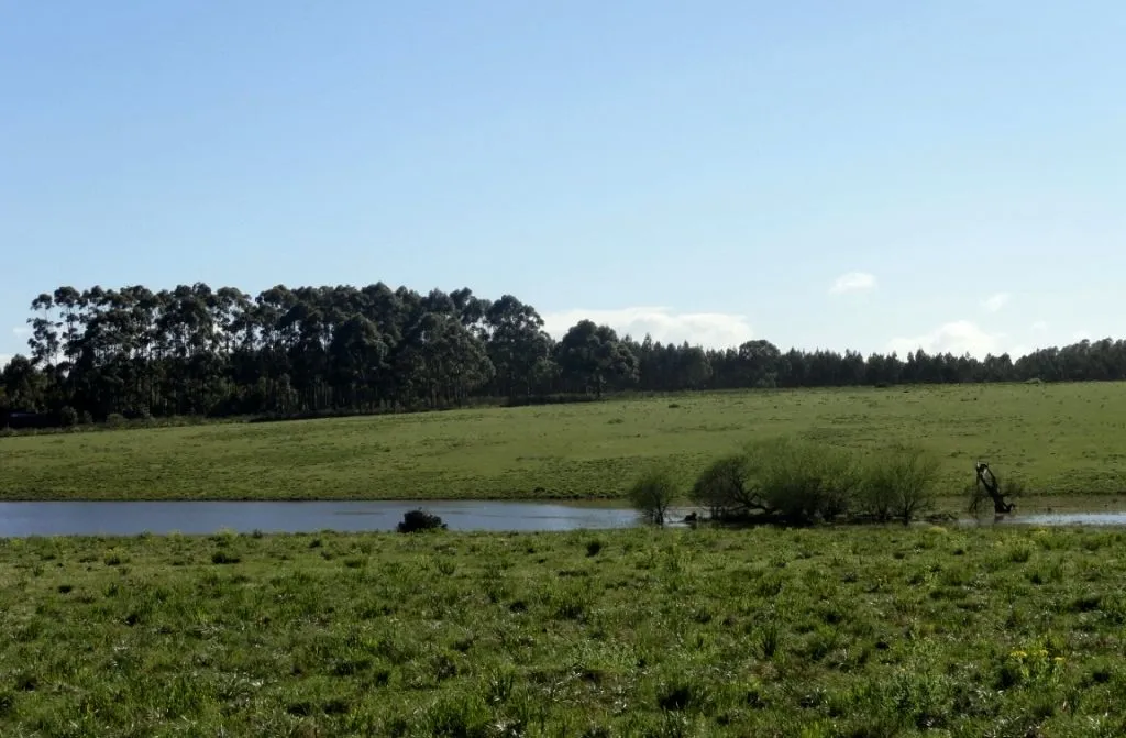 VENTA 52 HECTAREAS ZONA RURAL LA BARRA APTA P/FRACCIONAMIENT — foto 7