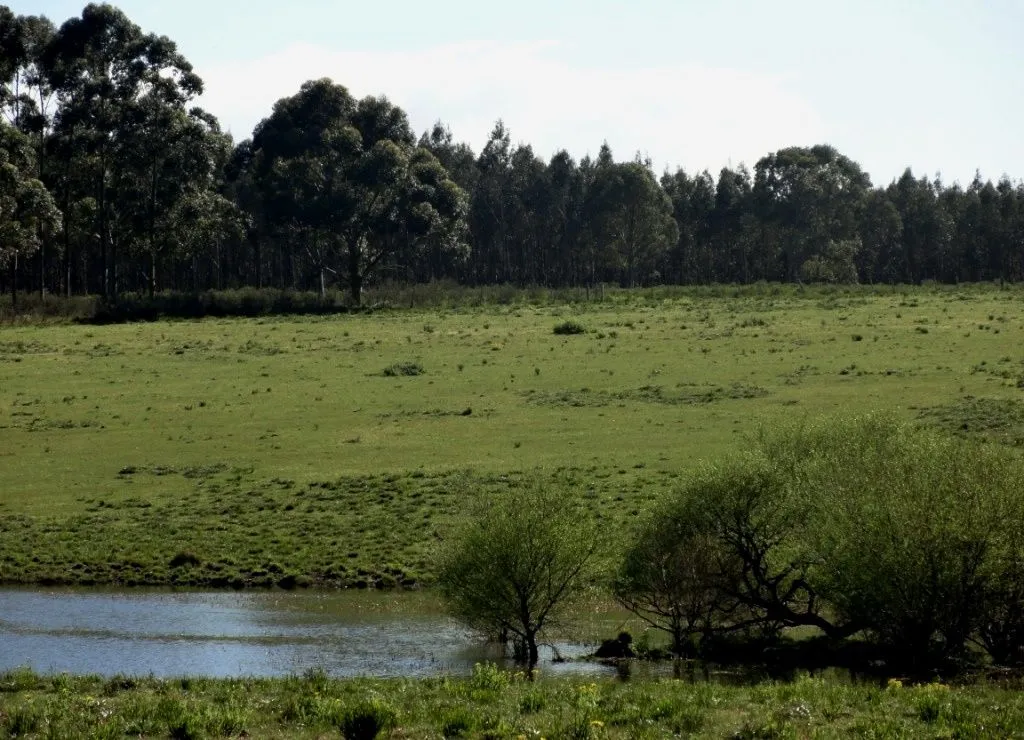 VENTA 52 HECTAREAS ZONA RURAL LA BARRA APTA P/FRACCIONAMIENT — foto 8