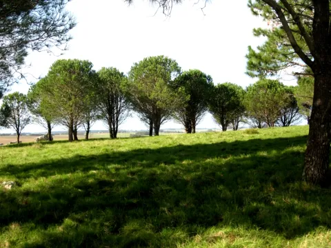 VENTA 100 HECTAREAS EN ZONA ALEDAÑA A RUTA 104 MANANTIALES — foto 4