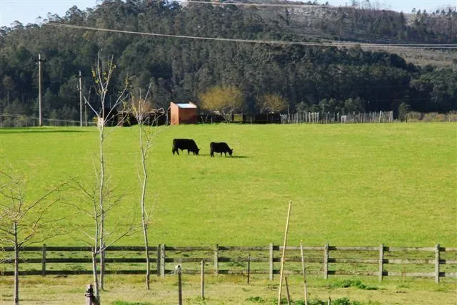 Chacras en venta 5 Has Lapataia Cmno. Benito Nardone ATM-242 — foto 7