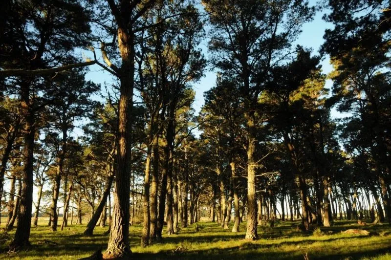 chacra en venta en Jose Ignacio 5has — foto 1