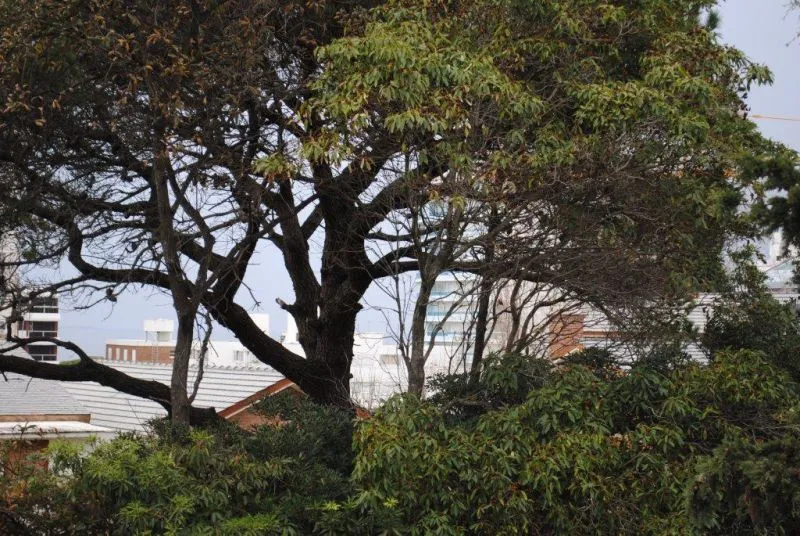 Venta lote para desarrollo - Punta del Este — foto 4