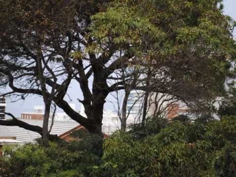 Venta lote para desarrollo - Punta del Este — foto 4