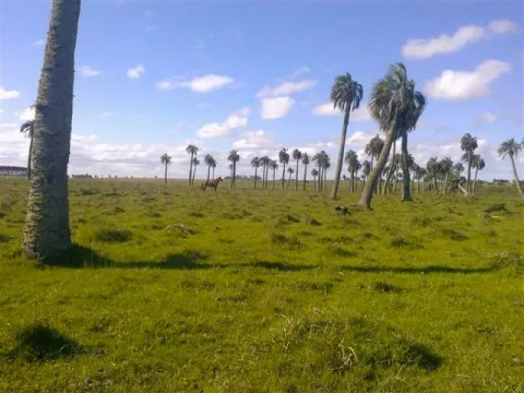 Chacra / Campo 193 ha en Rocha — foto 4