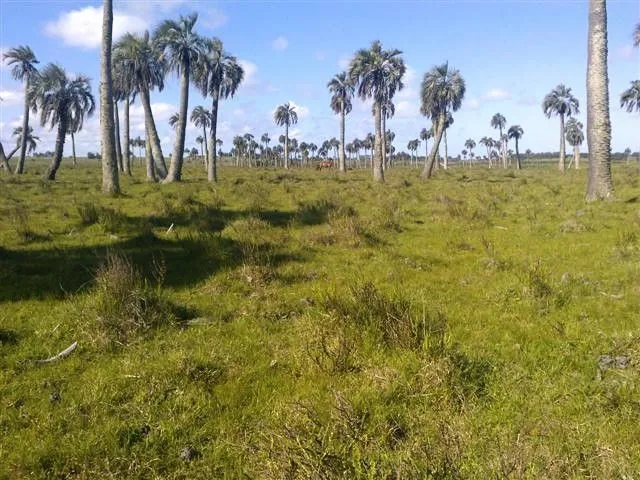 Chacra / Campo 193 ha en Rocha — foto 5