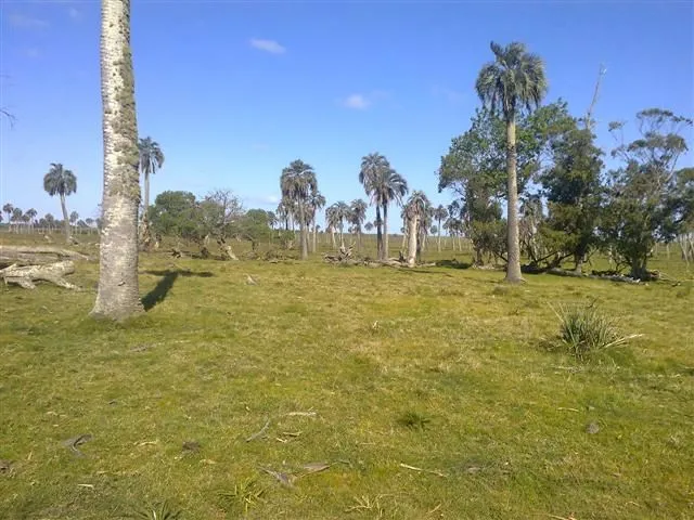 Chacra / Campo 193 ha en Rocha — foto 7