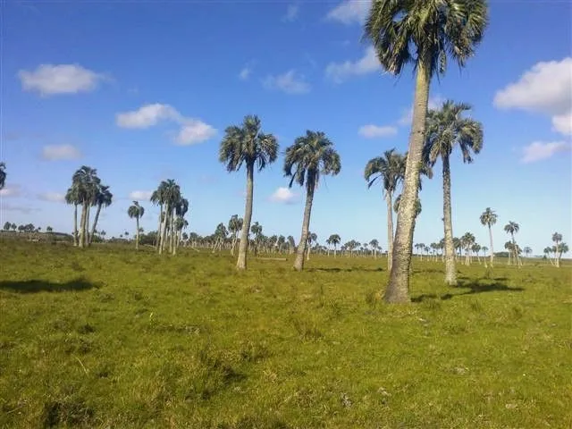 Chacra / Campo 193 ha en Rocha — foto 10