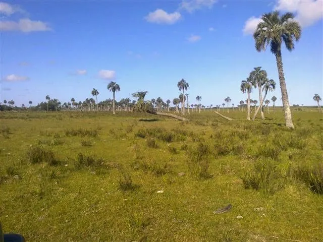 Chacra / Campo 193 ha en Rocha — foto 11