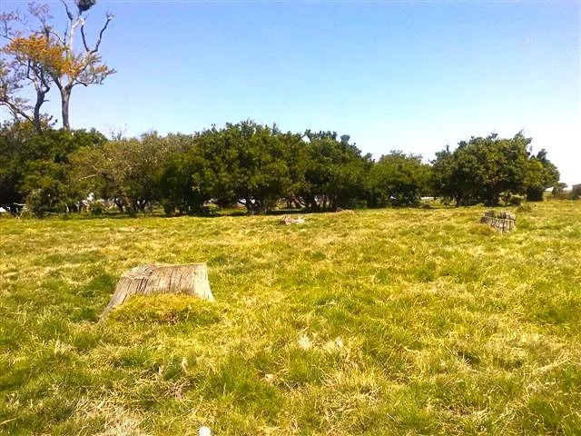 Chacra / Campo 193 ha en Rocha — foto 18