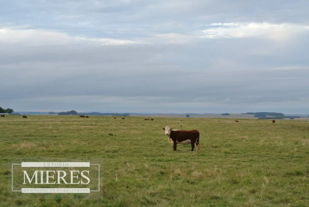 Chacra / Campo 65 ha en Punta Del Este — foto 3